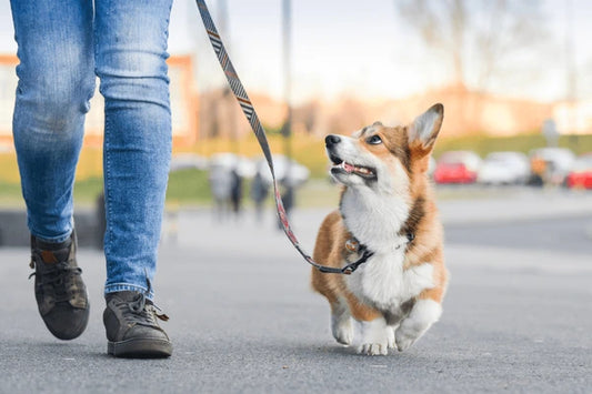 Keeping your furry friend happy