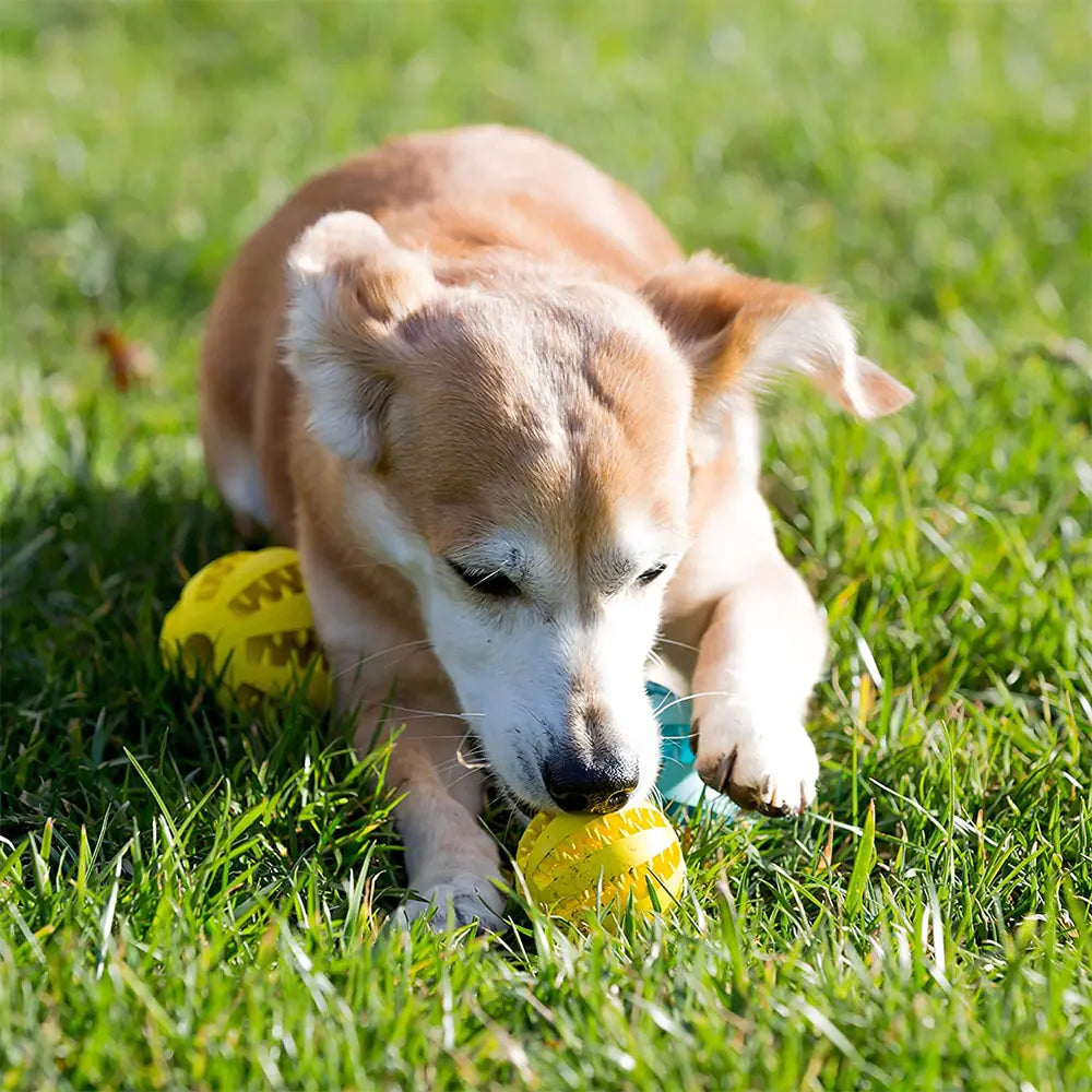 Rubber Dog Ball